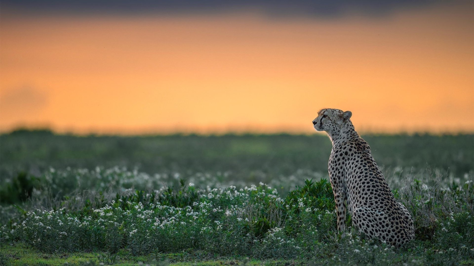 鹈鹕啄破北境,生死时刻铸就抢七传奇