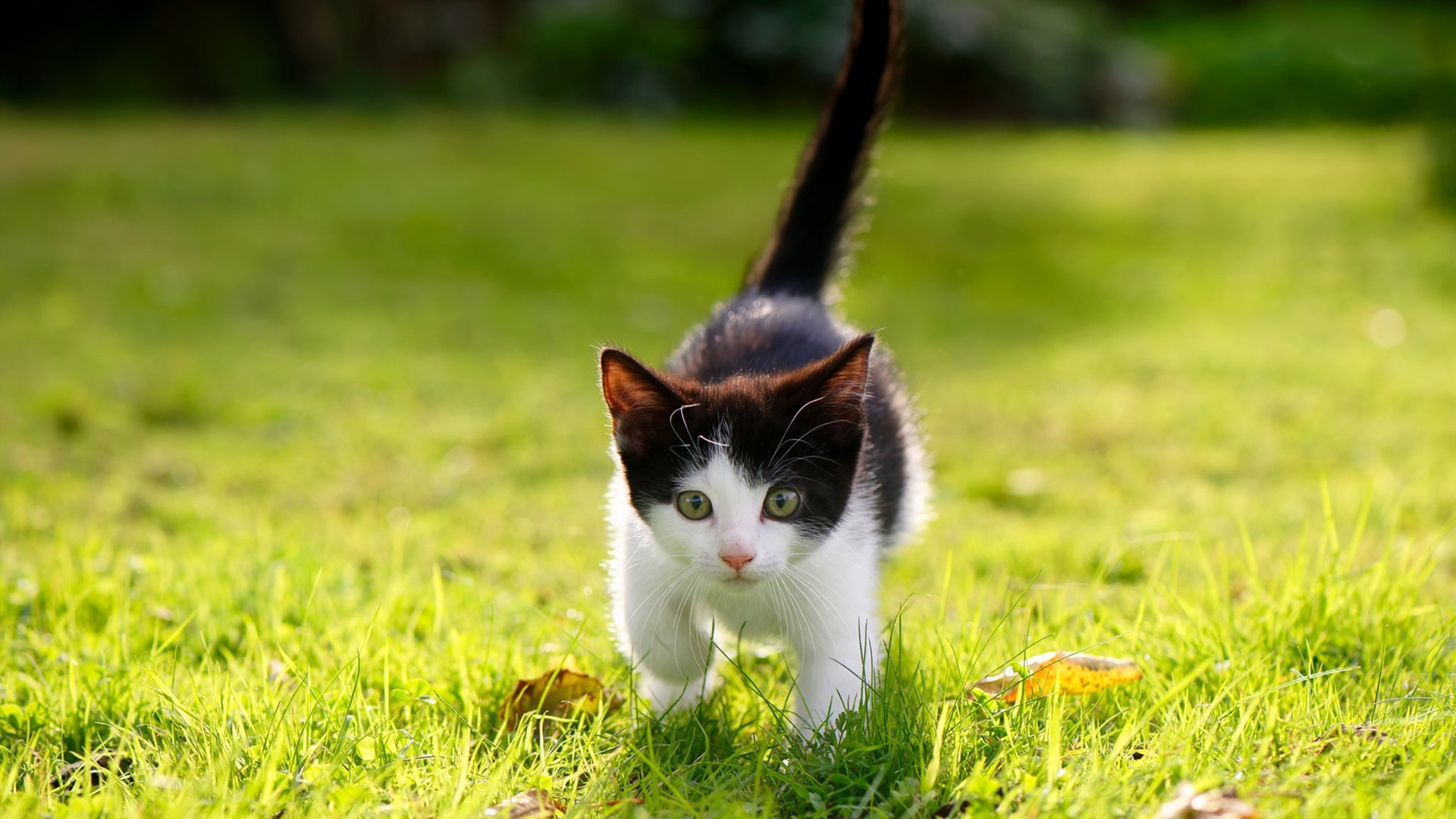 跨越球场的王者，篮网苦战告捷，保罗排名战封神