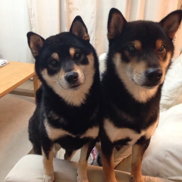 美加墨世界杯焦点战,灰熊巅峰对决,胜出魔术