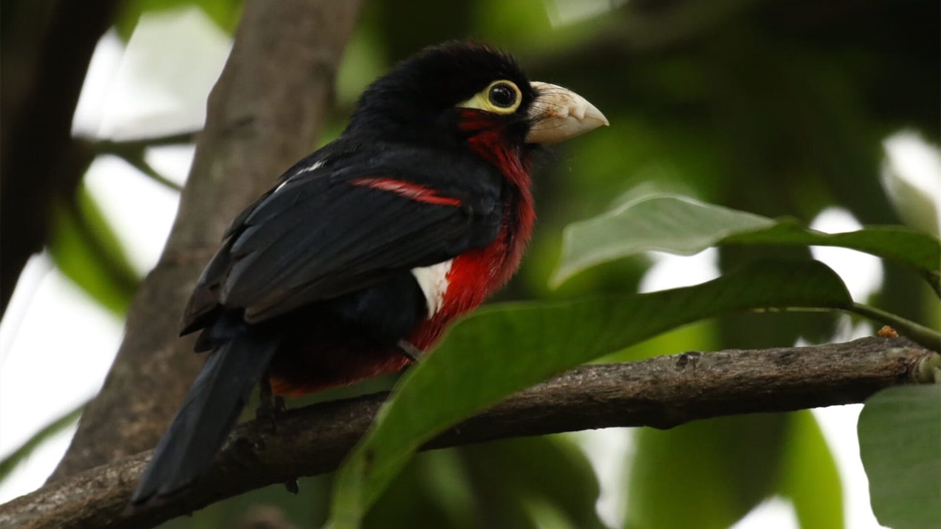 跨越大洲的绿茵对话,若日尼奥一锤定音诠释中场艺术