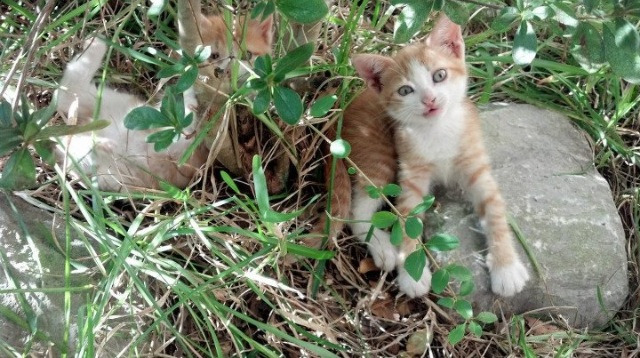 无争议全场最佳！爱德华兹率快船力克猛龙