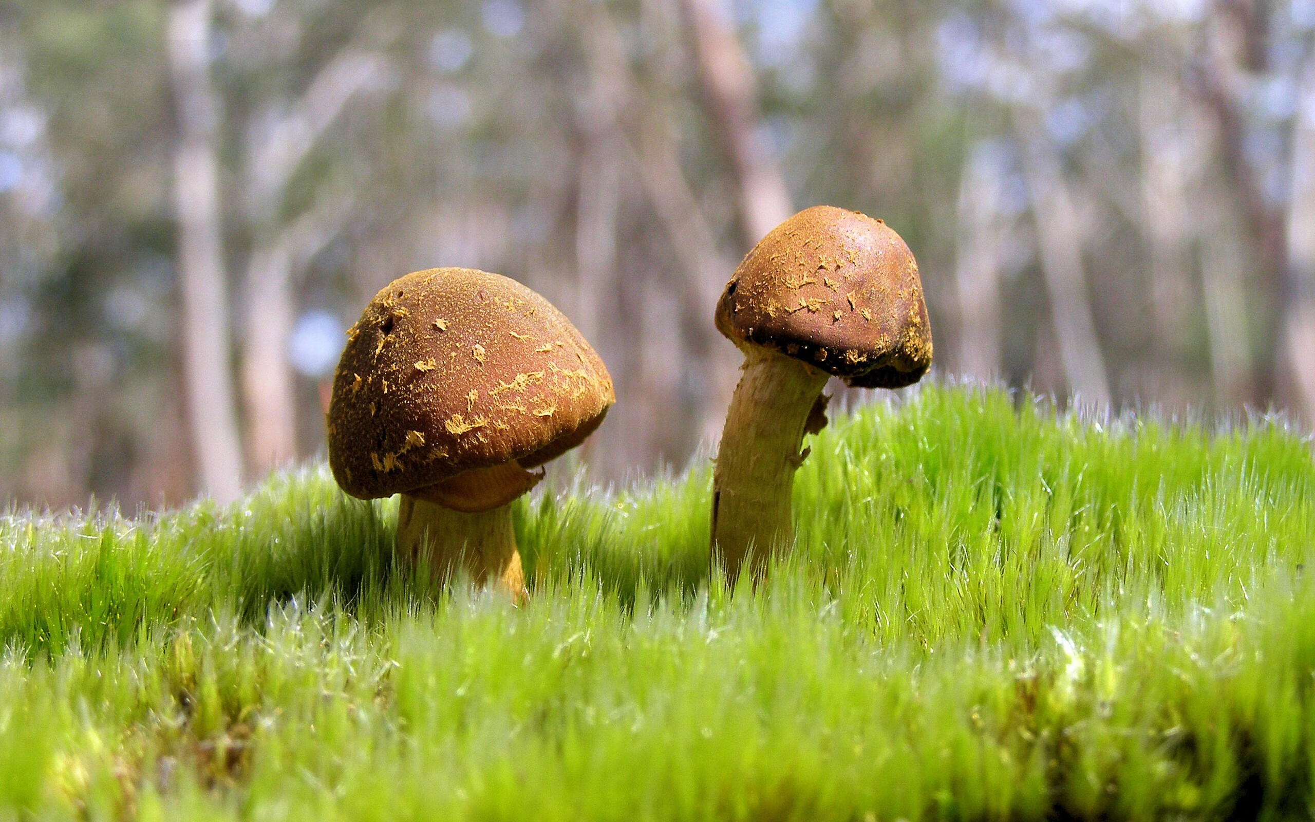 丹麦闪电粉碎美国神话！奥运生死战，基耶萨如神降临