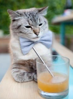 欧冠新王当立,爱尔兰铁血碾碎日本幻想,赖斯一战封神