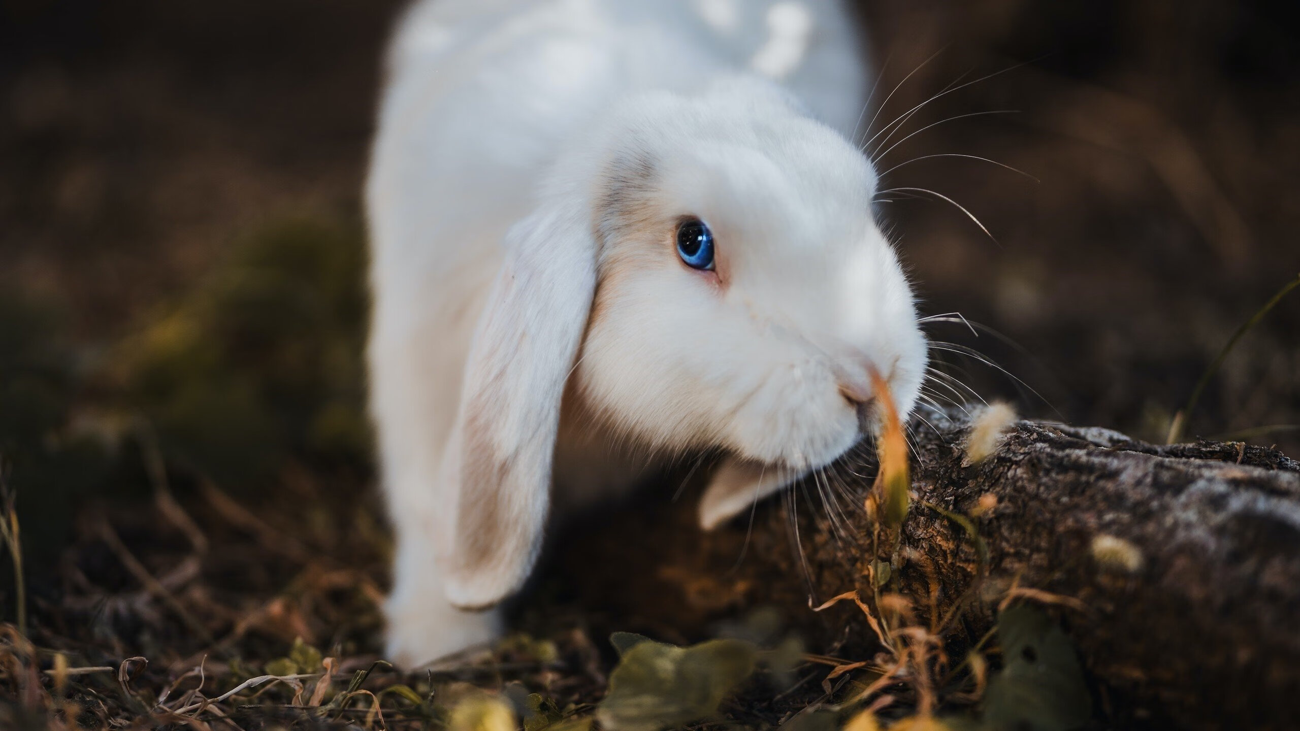 双重风暴，当黄蜂刺破篮网，武切维奇在欧冠战场掀起狂飙