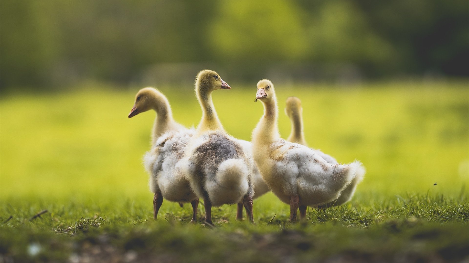 重剑无锋！恩比德38分统治末节，用实力击碎所有质疑