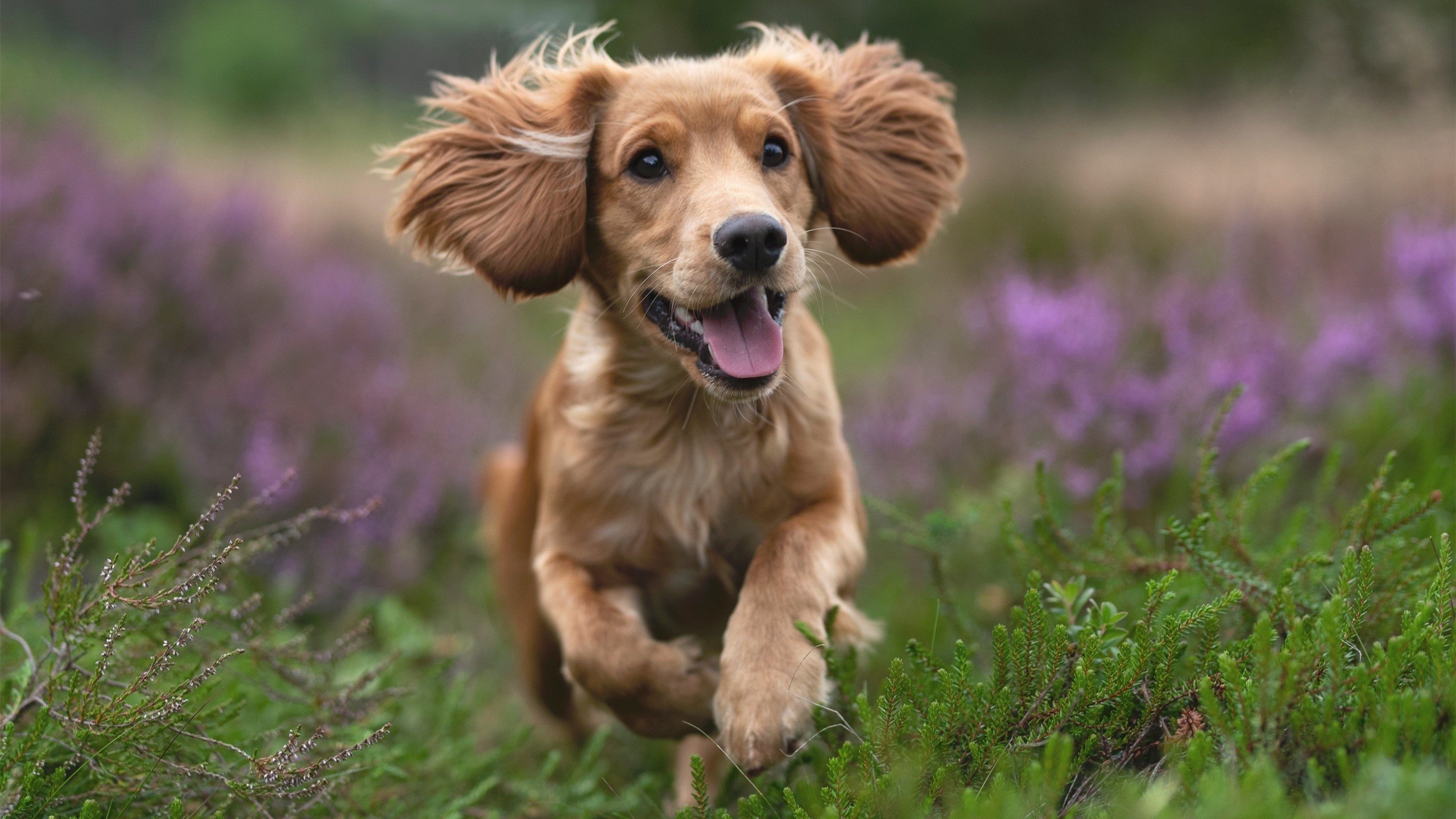 开云下载-F1争冠白热化，曼联攻陷伊朗，体育双星闪耀全球