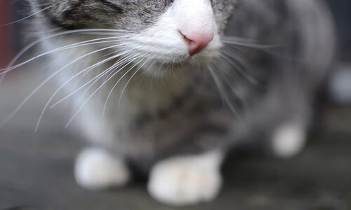 孤阳与群刺，2026世界杯上利拉德的光，映照出昔日马刺的影