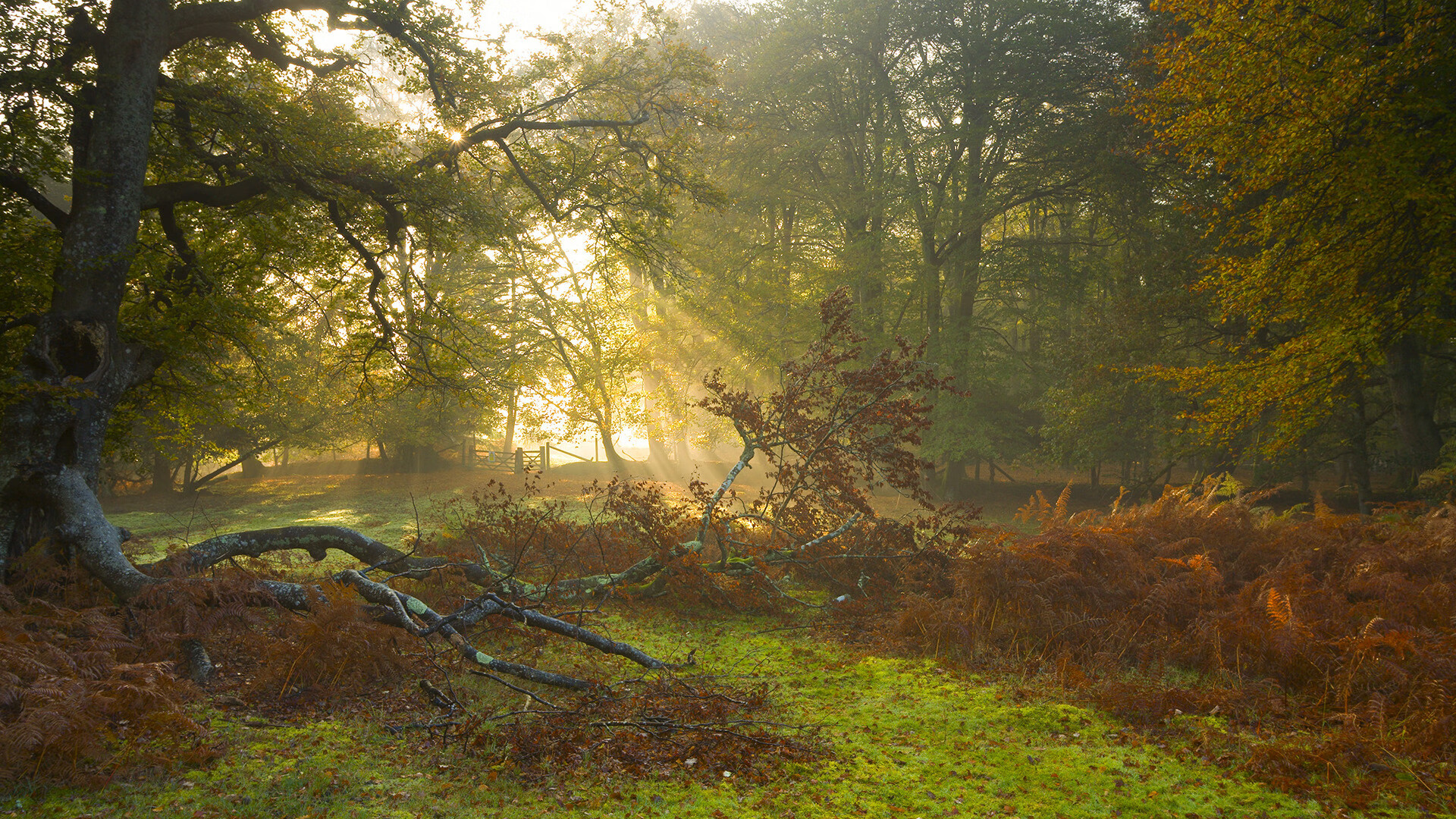 字母哥生涯之夜狂揽62+21,深圳队鏖战国王铸就经典