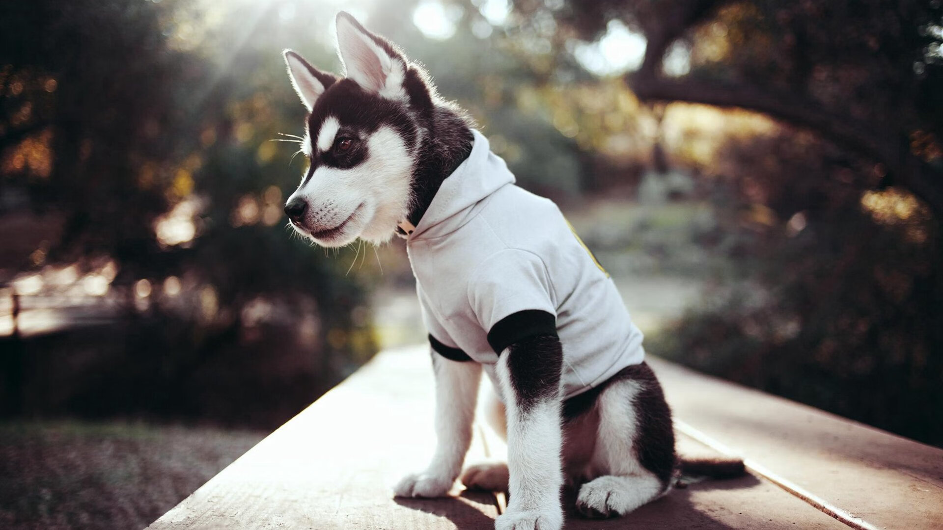 足球双响炮，格列兹曼爆发闪耀欧洲，阿根廷制霸委内瑞拉领跑南美