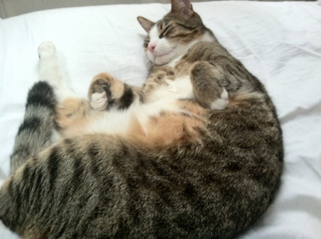 2026世界杯之夜,苏亚雷斯以时光之弦,拨动胜利的节拍