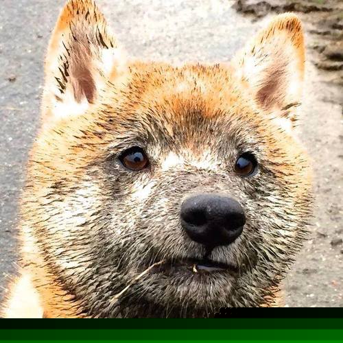 掌控时刻，从公牛险胜到乔治街道赛接管，竞技体育的决胜艺术