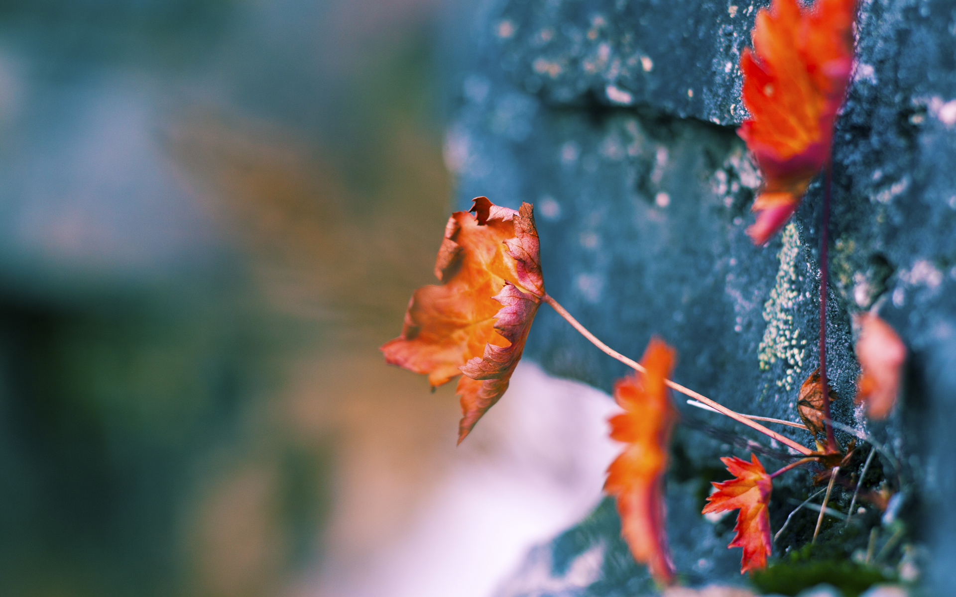 压力下的璀璨绽放,拉文爆发引领快船险胜灰熊