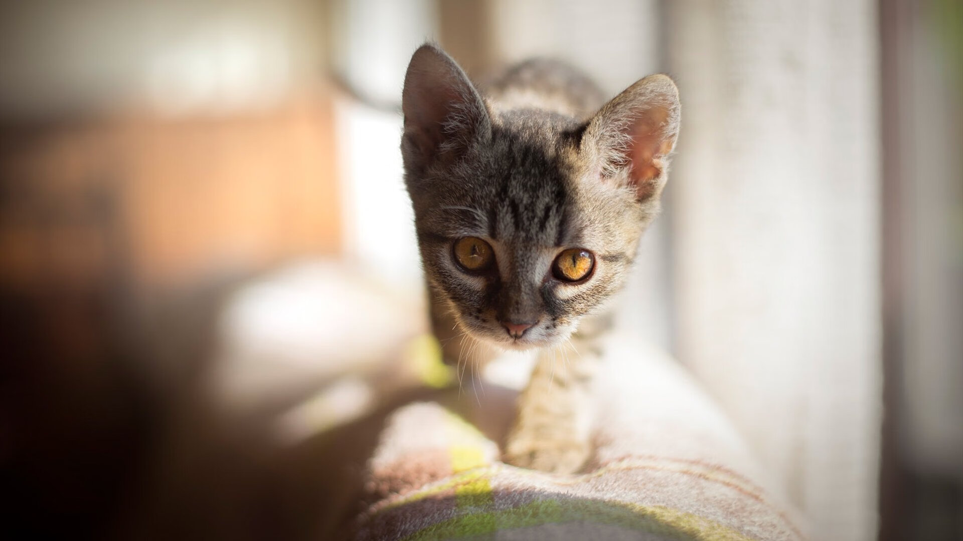 开云体育-火箭狂胜骑士！NBA总决赛焦点战引爆全场