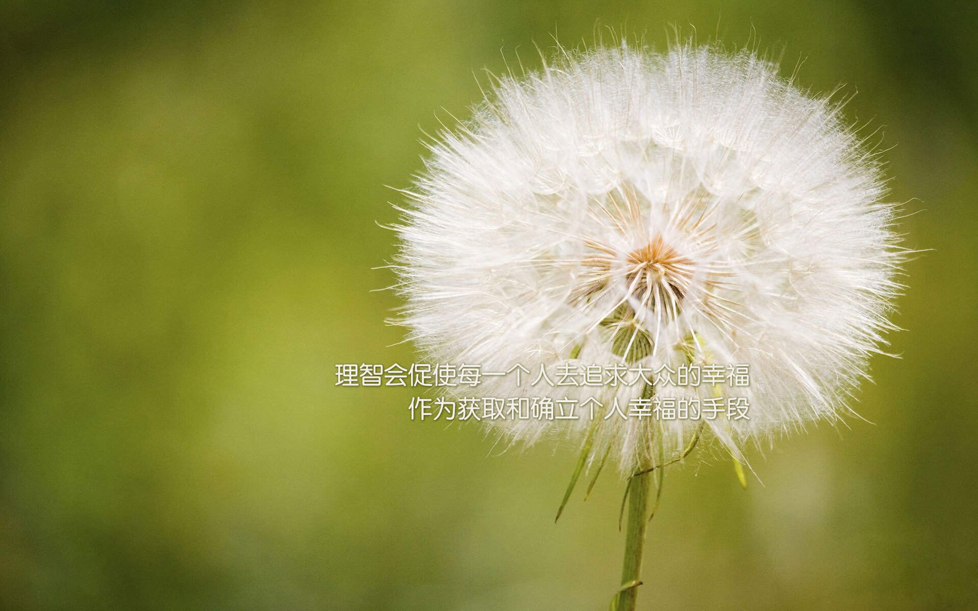 英超争冠白热化与非洲雄狮的逆袭,足球世界的双重震撼