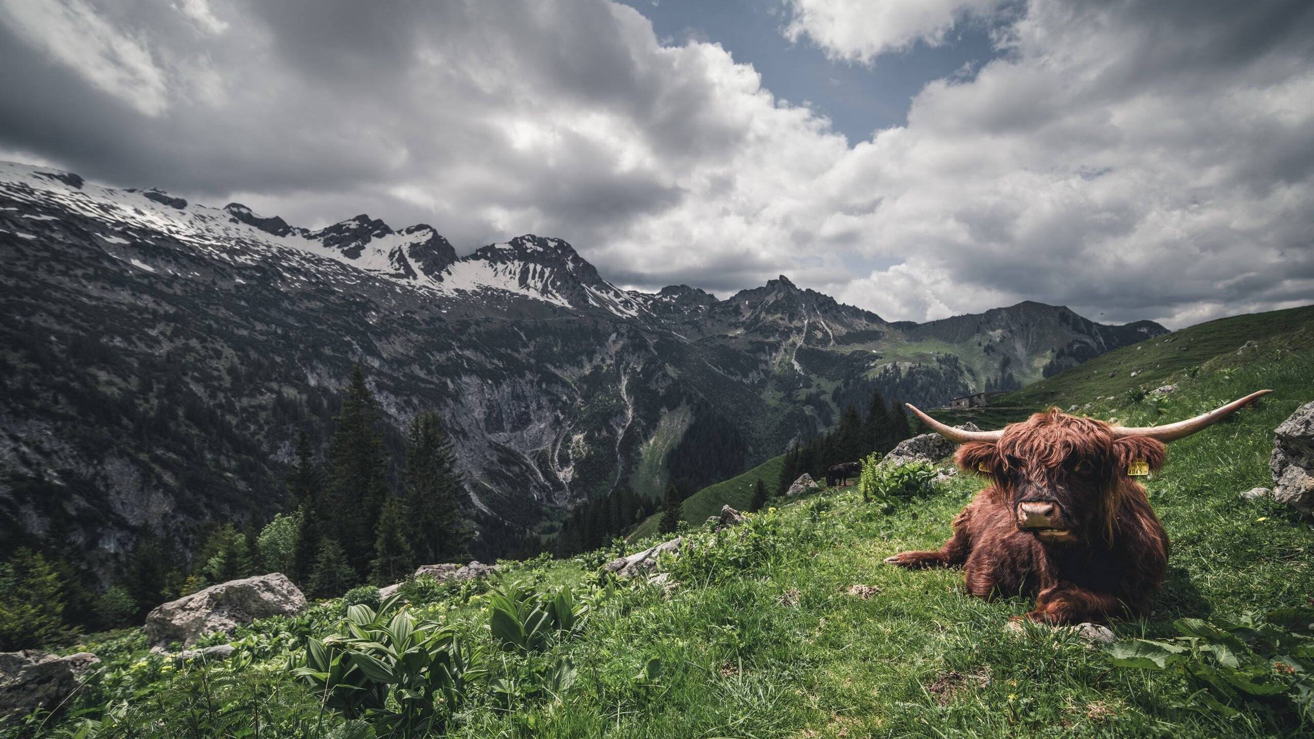 布伦森关键先生显威,湖人淘汰赛惊险过关篮网