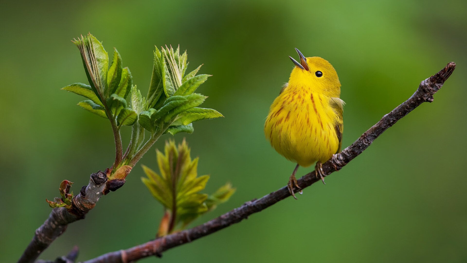 巨星对决的两种答案，詹姆斯末节19分诠释不朽，雄鹿攻防碾压淘汰快船